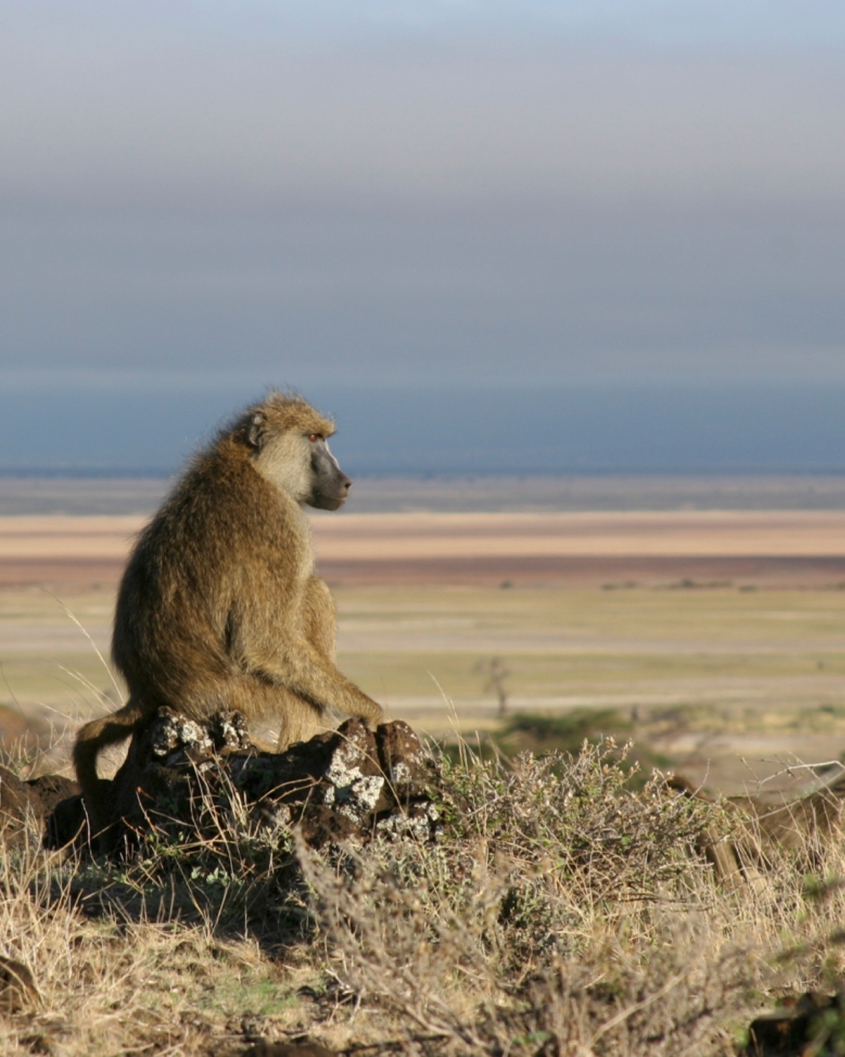 Article in focus: Group Living and Male Dispersal Predict the Core Gut Microbiome in Wild Baboons