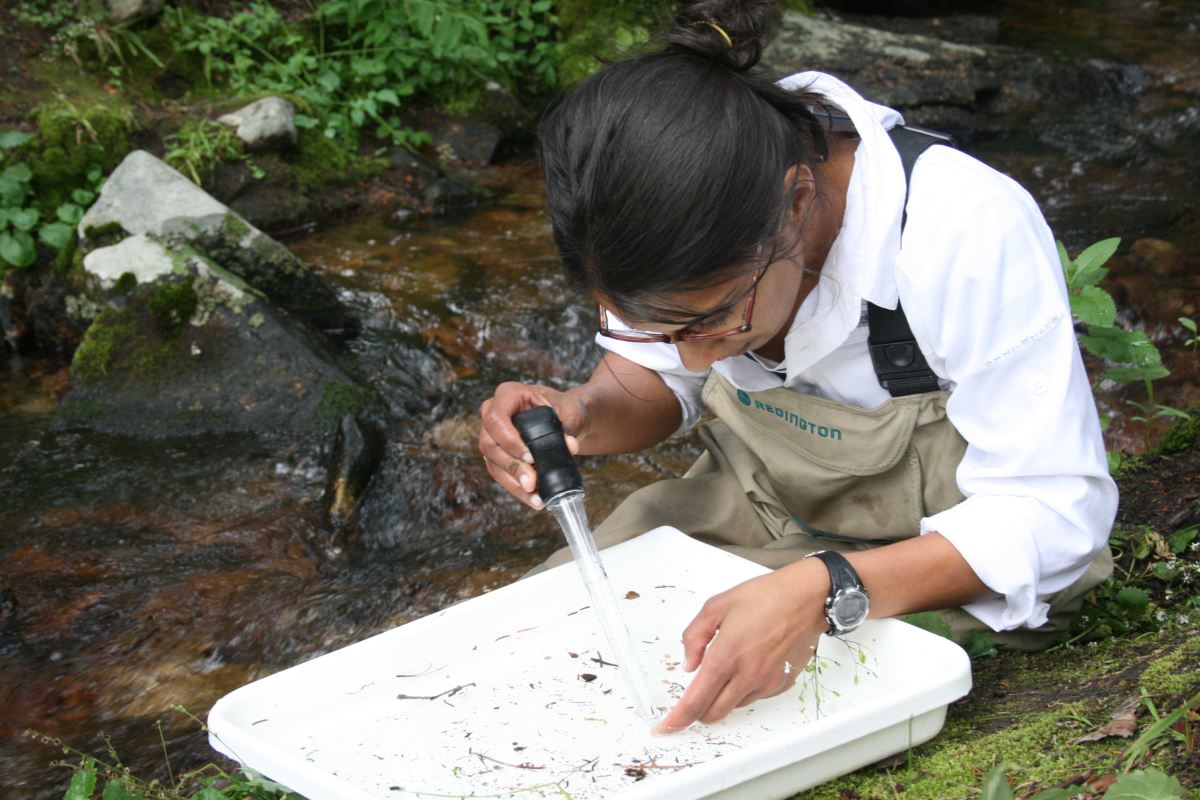 Article in focus: Thermal acclimation ability varies in temperate and tropical aquatic insects from different elevations